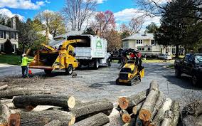 Why Choose Our Tree Removal Services in Concord, MO?